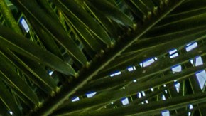 Amelio Robles Ávila nació en 1889 y murió en 1984.