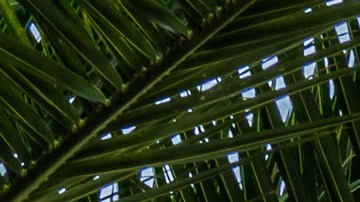 Amelio Robles Ávila nació en 1889 y murió en 1984.