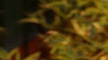 Octavio Ocaña tendría su serie | Mezcalent.