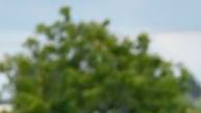 Agricultor indio fertilizando su campo con urea.