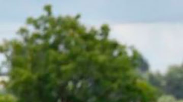 Agricultor indio fertilizando su campo con urea.