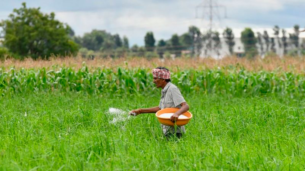 Agricultor indio fertilizando su campo con urea.