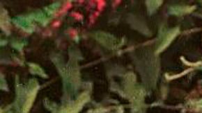 Susana Higuchi junto a Alberto Fujimori.