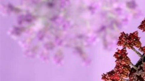 Covid: ¿de dónde viene la variante ómicron y por qué saber su origen es importante?