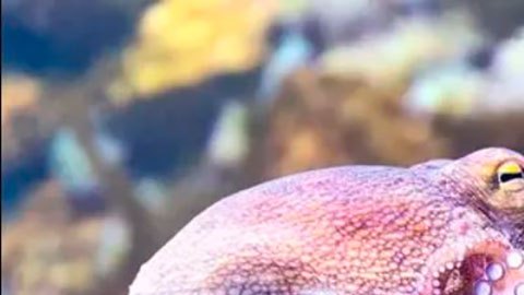 La indignación de los científicos por la primera granja de pulpos del mundo que se va a abrir en España