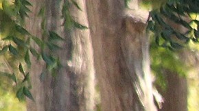 México entrega permisos de traslado a migrantes