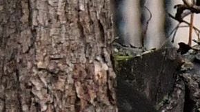 Adolescente de 13 años sospechoso de violación a una mujer de 35 años