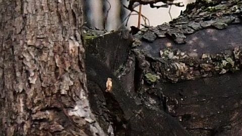 Adolescente de 13 años sospechoso de violación a una mujer de 35 años