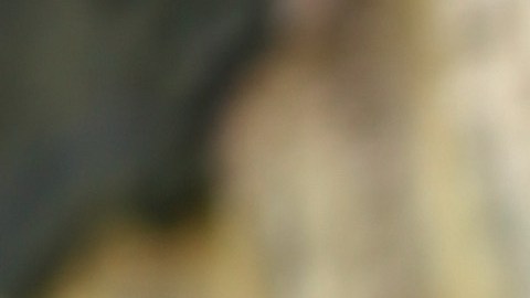 En Gales una ardilla salvaje atacó a 18 personas en 48 horas antes de ser sacrificada