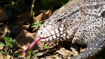 El lagarto tegu se ha convertido en una amenaza en Florida.