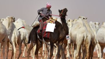Camellos expulsados de concurso de belleza por usar bótox, pierden un premio de $66 millones de dólares