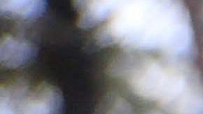 Vengativos y con todo el poder, los hijos de El Chapo que valen $20 millones