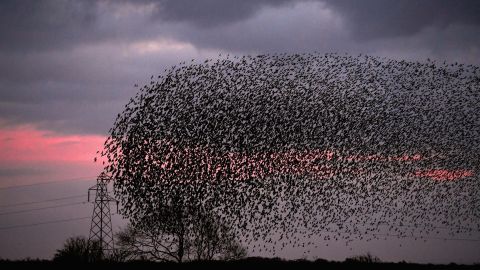 Cientos de pájaros mueren misteriosamente en pleno vuelo en España y caen sobre las personas y los autos