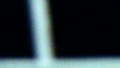 Un gallo criado para pelear.