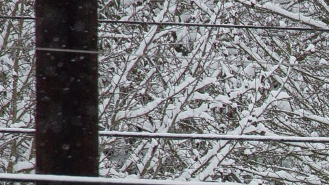 Tormenta invernal podría traer 10 pies de nieve y una rara Navidad blanca a partes de EE.UU.