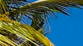 Se vive nueva balacera en zona hotelera de Cancún; aún no hay detenidos