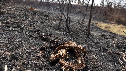 Incendios en gigantesco humedal de Brasil dejaron casi 17 millones de animales muertos