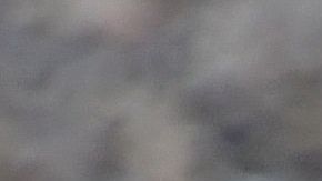 Pingüinos de Magallanes, en Argentina.