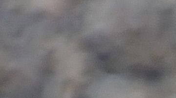 Pingüinos de Magallanes, en Argentina.