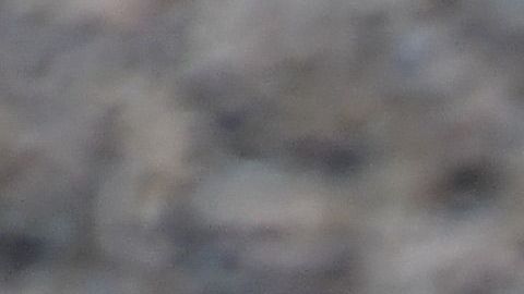 Pingüinos de Magallanes, en Argentina.