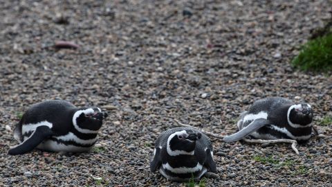 Pingüinos de Magallanes, en Argentina.