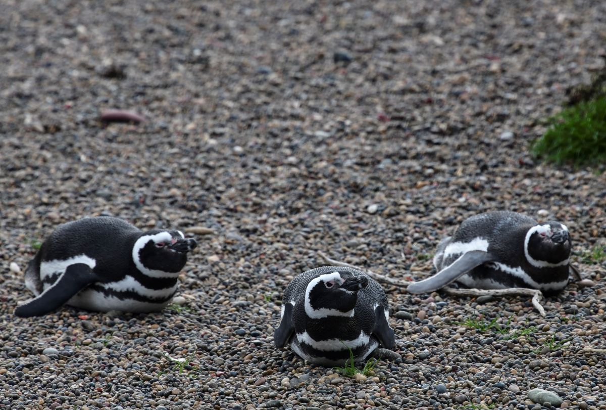 Pingüinos de Magallanes, en Argentina.