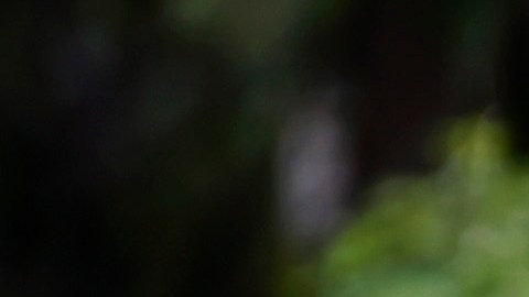 VIDEO: Ejército realiza mega operativo y detienen a miembro del CJNG relacionado con secuestro de marinos