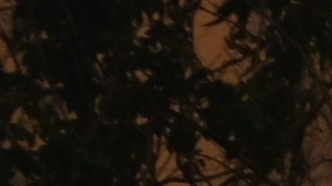 Incendio en Chile arrasa 60 casas y obliga evacuación de cientos de personas