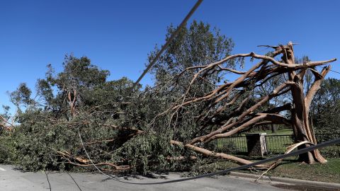 Árboles derribados por tormentas