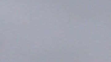 El león marino, un mamífero que vive exclusivamente en aguas del Antártico.