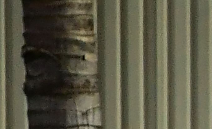 A man wears a facemask while filling gas at a petrol station in Los Angeles, California on April 21, 2020, a day after oil prices dropped to below zero as the oil industry suffers steep falls in benchmark crudes due to the ongoing global coronavirus pandemic. - US oil prices surged on April 22 after falling below zero for the first time at the start of the week as markets drown in crude due to a virus-triggered collapse in demand. (Photo by Frederic J. BROWN / AFP) (Photo by FREDERIC J. BROWN/AFP via Getty Images)