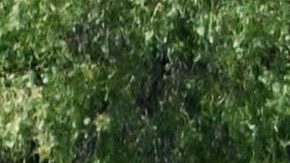 Se descarrila juego mecánico de feria navideña en México y deja cinco lesionados