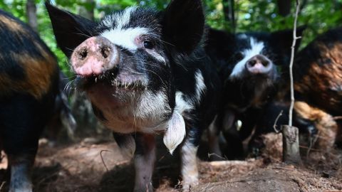 Los supermercados en California demandan detener la ley de bienestar animal que podría provocar escasez de tocino