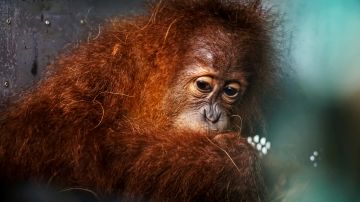 Nace cría sana de orangután de Sumatra en zoológico de Nueva Orleans