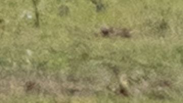 Rinocerontes blancos. Imagen de archivo.