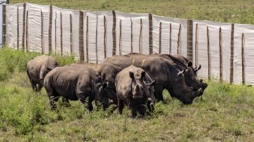 Rinocerontes blancos. Imagen de archivo.