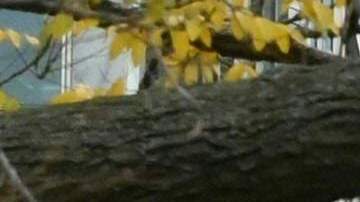 Estados Unidos alcanza récord mundial con casi 500,000 casos de COVID-19 en un solo día