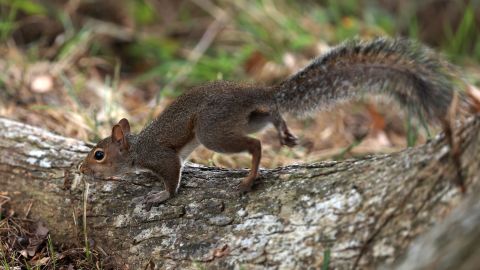 Ardilla en un parque.