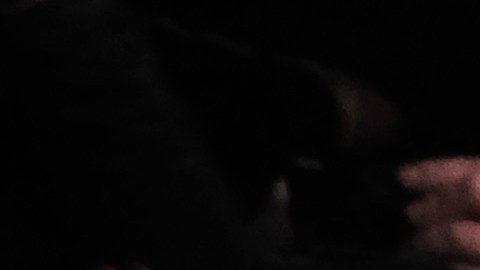 Ómicron deja sin vacaciones de Año Nuevo a la Policía de Nueva York