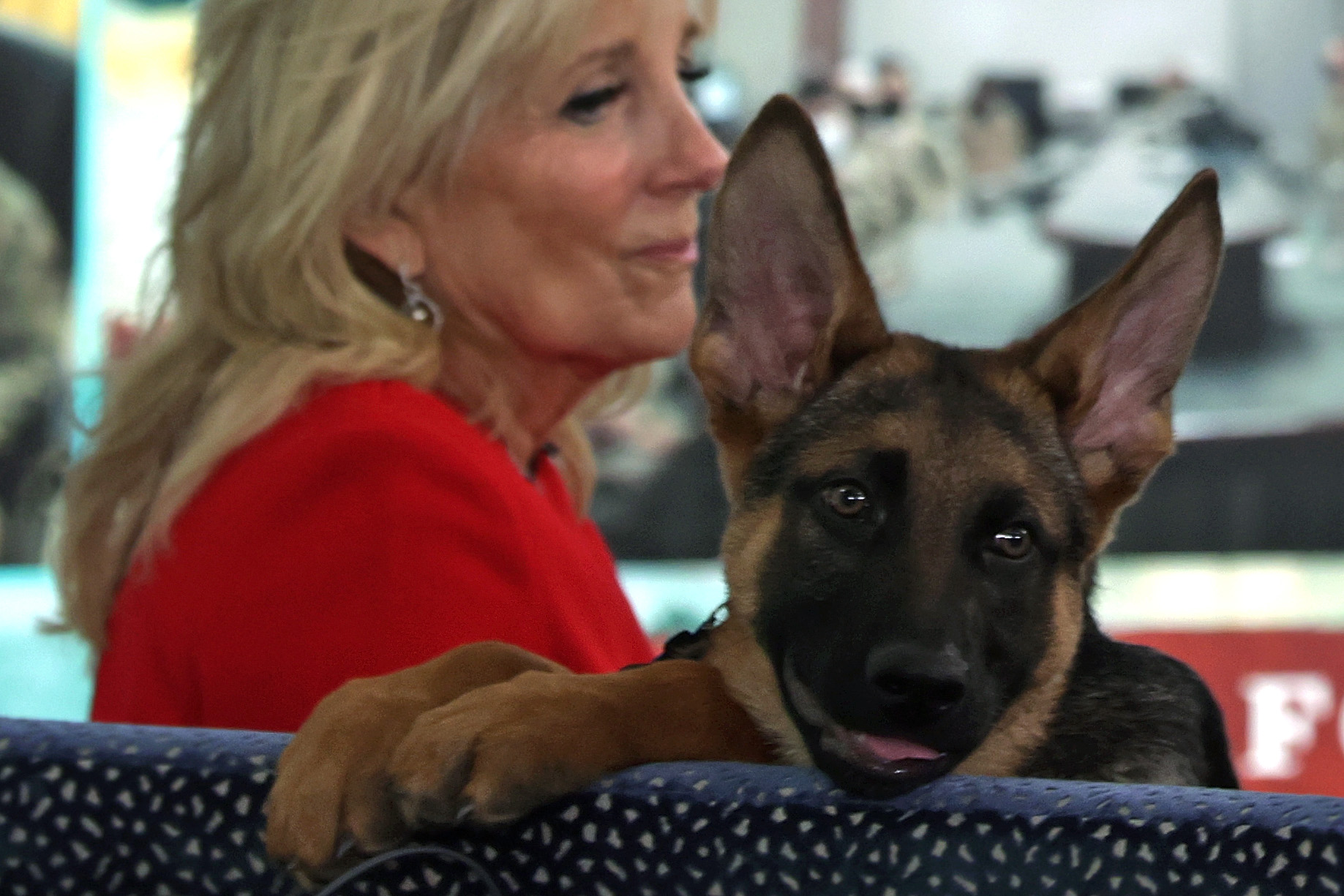 Conheça Commander, novo cachorro pastor alemão de Joe Biden