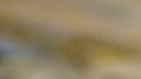 Revelan en Inglaterra fósil de milpiés del tamaño de un auto que vivió hace 326 millones de años