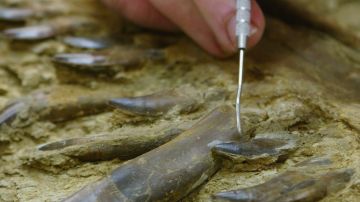 Revelan en Inglaterra fósil de milpiés del tamaño de un auto que vivió hace 326 millones de años