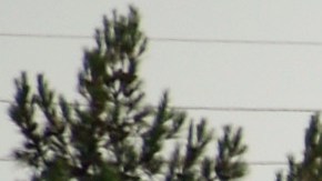 LOS ANGELES, CA - JUNE 25: Los Angeles Police Department investigators search the shooting scene during a massive manhunt for a suspect who attempted to kill two detectives on June 25, 2013 in Los Angeles, California. The shooting happened in the early morning hours as the two detectives were ambushed and slightly injured outside the Los Angeles Police Department's Wilshire Station, prompting the closure of a 25-square-block area in the Mid-City section of Los Angeles. (Photo by Kevork Djansezian/Getty Images)