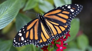 A Monarch butterfly (Danaus plexippus) alights on a flower at the Chapultepec Zoo on March 19, 2015 in Mexico City. AFP PHOTO/Yuri CORTEZ (Photo credit should read YURI CORTEZ/AFP via Getty Images)