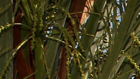 PALM SPRINGS, CA - APRIL 12: A general view of atmosphere at Desert Gold at Ace Hotel & Swim Club presented by Marc By Marc Jacobs Eyewear on April 12, 2014 in Palm Springs, California. (Photo by Rachel Murray/Getty Images for Teen Vogue)