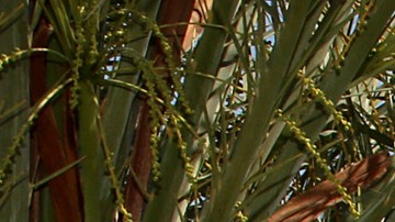 PALM SPRINGS, CA - APRIL 12: A general view of atmosphere at Desert Gold at Ace Hotel & Swim Club presented by Marc By Marc Jacobs Eyewear on April 12, 2014 in Palm Springs, California. (Photo by Rachel Murray/Getty Images for Teen Vogue)