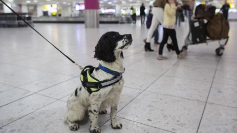 Lanzan en México programa para adiestrar a perros que detecten Covid-19