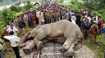 Tren de pasajeros atropella y mata a dos elefantes en la India