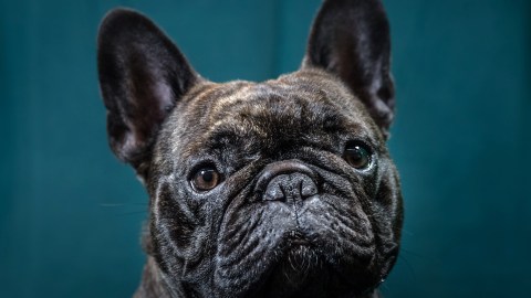 BIRMINGHAM, ENGLAND - MARCH 10: Freddie, a two-year-old French bulldog dog, poses for a photograph on the second day of Crufts Dog Show at the NEC Arena on March 10, 2017 in Birmingham, England. First held in 1891, Crufts is said to be the largest show of its kind in the world. The annual four-day event features thousands of dogs, with competitors travelling from countries across the globe to take part and vie for the coveted title of 'Best in Show'. (Photo by Matt Cardy/Getty Images)
