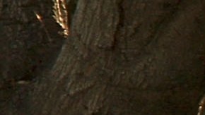 PASADENA, CA - OCTOBER 10: Pasadena Public Works trash trucks collect garbage and yard waste on October 10, 2008 in Pasadena, California. California State Treasurer Bill Lockyer has warned that California cash revenues will run out by the end of the month. If that happens, 5,000 California cities, counties, and school districts will face job layoffs and payments for law enforcement agencies, nursing homes, teachers, and other services and government entities could be suspended. A worldwide credit crunch threatens to derail state plans for a routine 7 billion dollar loan to even out the tax flow into the state treasury. Just two weeks after state lawmakers came to agreement, after months of haggling on a record-overdue state budget, California Gov. Arnold Schwarzenegger is warning of future cuts to the state budget to deal with skyrocketing financial problems. A frozen credit market and revenues for the first quarter of the fiscal year that fell more than a billion dollars short of previous projections are causing the governor and state legislative leaders scrabbling to deal with a new budget mess. (Photo by David McNew/Getty Images)